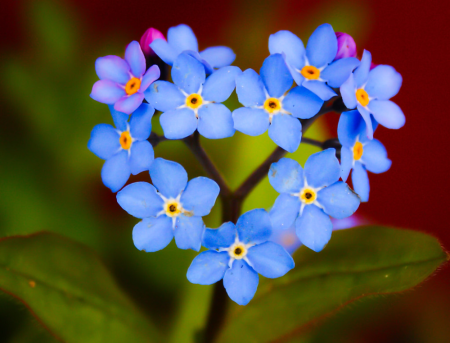 Незабудка ультрамарин