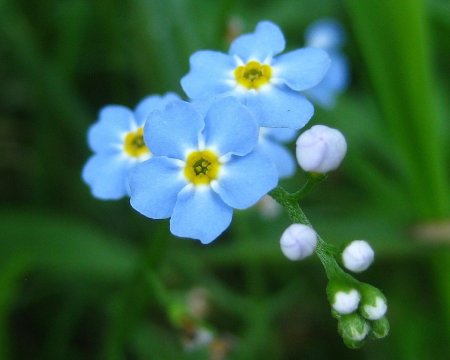 Незабудка крупноцветковая