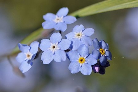 Незабудка Альпийская