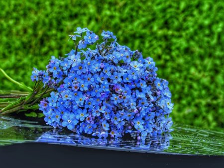 Лазурная Незабудка