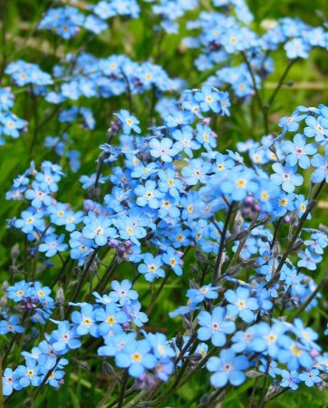 Незабудка Полевая (Myosotis arvensis)