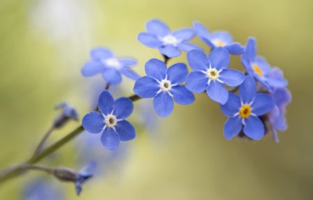 Маленькие цветочки