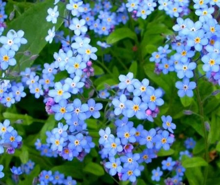 Незабудка мелкоцветковая