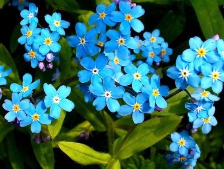 Незабудка Енисейская