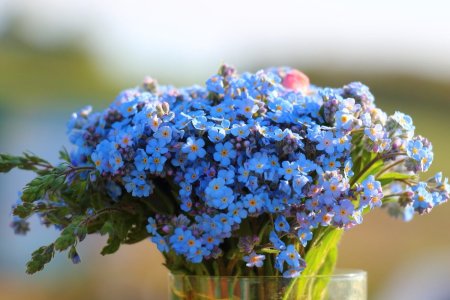 Сенполия букет незабудок