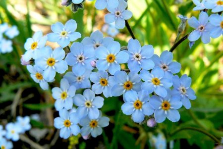 Незабудка Садовая голубая