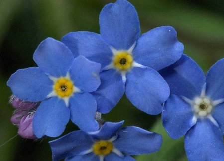 Незабудка Чекановского