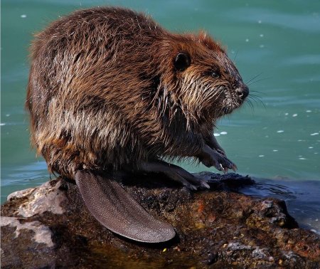 Речной Бобр