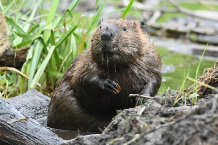 Европейский Речной Бобр