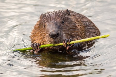 Речной Бобр