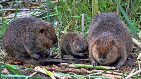 Западносибирский Речной Бобр