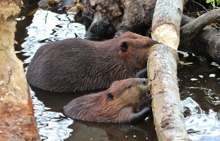 Бобер бобриха и Бобренок