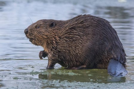 Бобр Речной обыкновенный