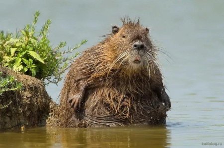 Смешной Бобр с травой