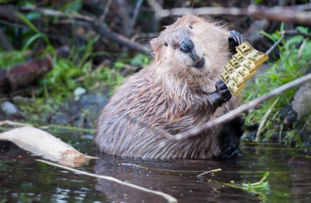Бивер бобер