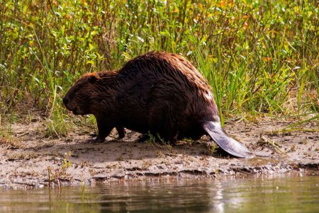 Бобр Речной обыкновенный