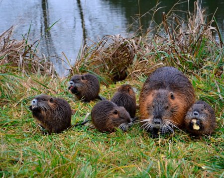 Бобр бобриха и бобрята