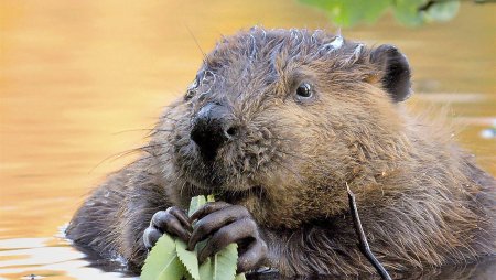 Канадский Бобр (Castor canadensis)