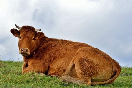 Бычки коровы