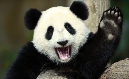 Giant Pandas