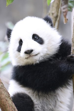 Giant Pandas