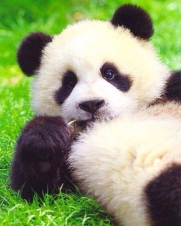 Ali_Panda
