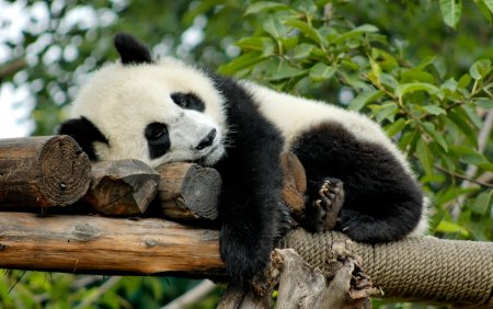 Giant Pandas