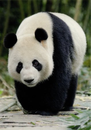 Большая Панда (Ailuropoda melanoleuca).