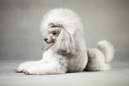 Белый Королевский пудель