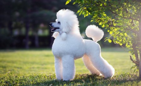 Королевский пудель