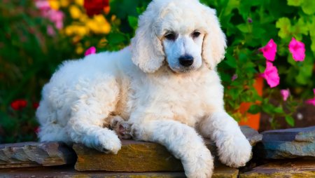 Пудель порода собак