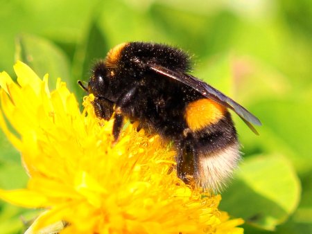 Тулупчатый Шмель