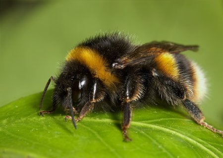 Шафранный Шмель