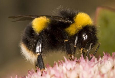 Шмель Bombus arisi