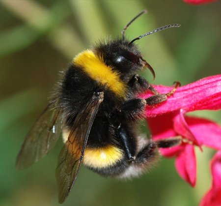 Степной Шмель Bombus fragrans