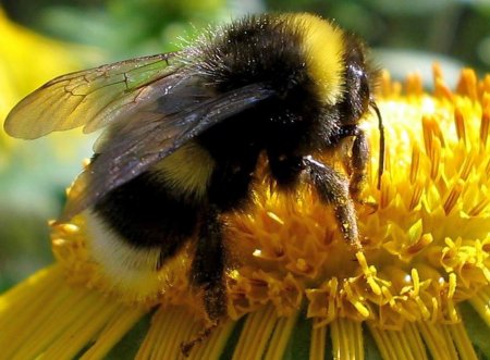Шмель Моховой – Bombus muscorum (Fabricius, 1775).