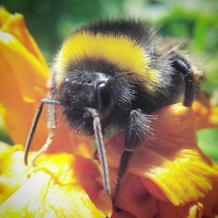 Шмель полевой