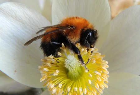 Степной Шмель Bombus fragrans