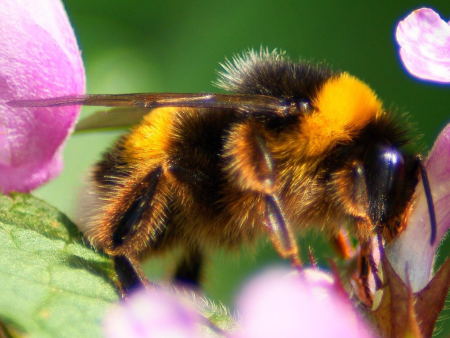 Пчела Шмель Шершень