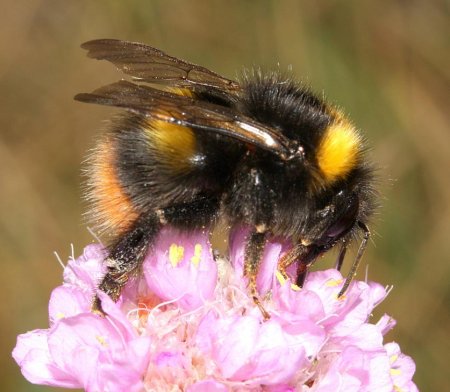Bombus pratorum