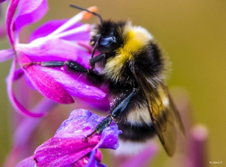 Шмель СПОРАДИЧНЫЙ