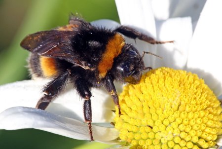 Шмель обыкновенный (Bombus)