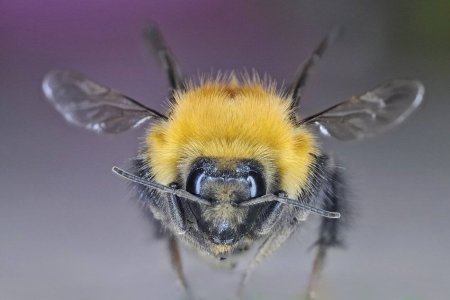 Шмель Кукушка бородатый