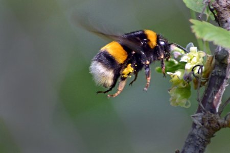 Bombus serrisquama