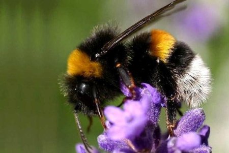 Шмель необыкновенный Bombus confusus