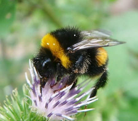 Шмелиный Рой