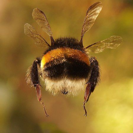 Шмелевидная пчела