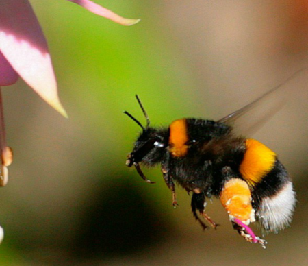 Шмель спорадикус