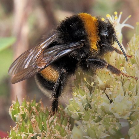 Шмель Земляной Bombus terrestris