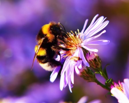 Пчела на цветке